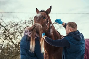 Veterinario atendiendo a un caballo mientras una persona lo sujeta, en un entorno rural. El profesional utiliza un cepillo para limpiar o tratar la piel del animal.